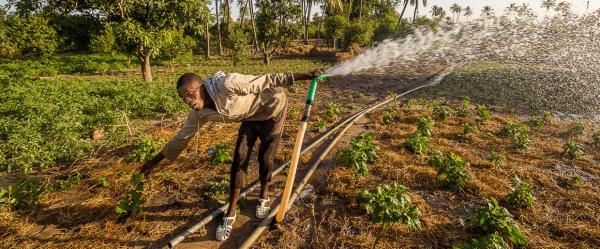 Irrigation à la lance - Mboro, Sénégal © R. Belmin, Cirad